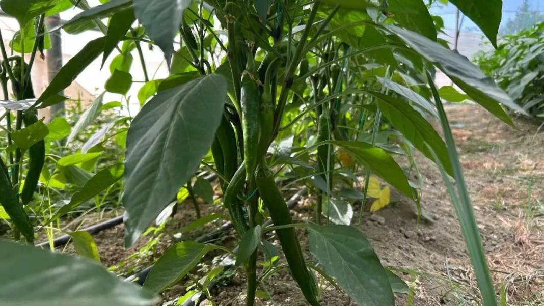 Türkiye’nin En Acı Biberinde Hasat Hatay’da Başladı! 3